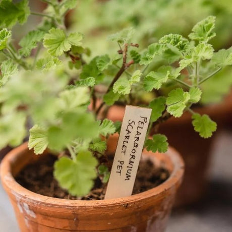 Träetiketter 10 cm - 25-pack