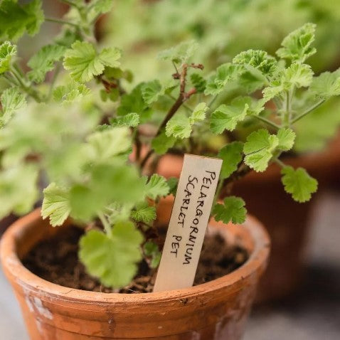 Träetiketter 10 cm - 25-pack