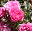 Floribundaros 'Berleburg' 1-pack barrot