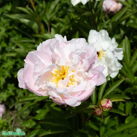 Luktpion 'Lady Alexandra Duff' 1st barrotad