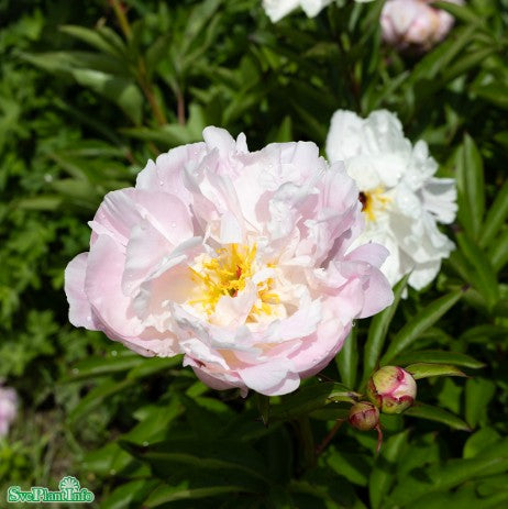 Luktpion 'Lady Alexandra Duff' 1st barrotad