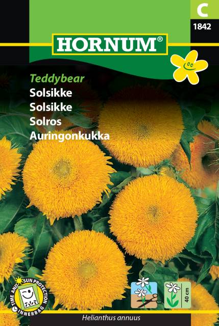 Solros 'Teddybear'
