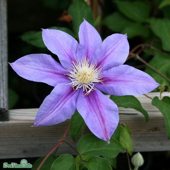 Klematis 'Barbara Jackman' 5-pack