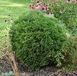 Tuja 'Tiny Tim' 25-30 co