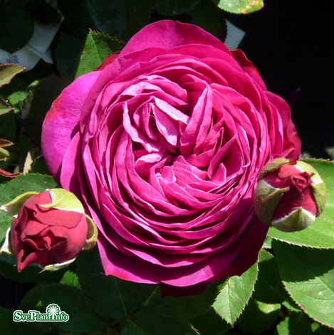 Modern Buskros 'Heidi Klum' 5-pack barrotad