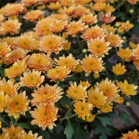 Bollkryss 'Orange' 12cm kruka