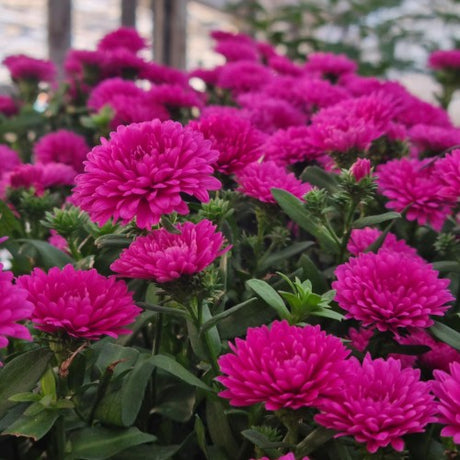 Höstaster 'Magenta' 10,5cm kruka