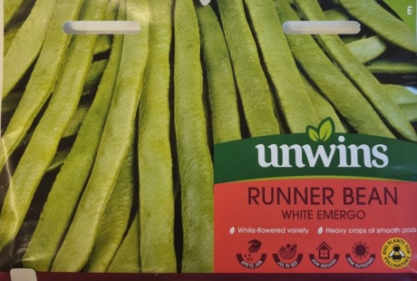 Rosenböna 'White Emergo'