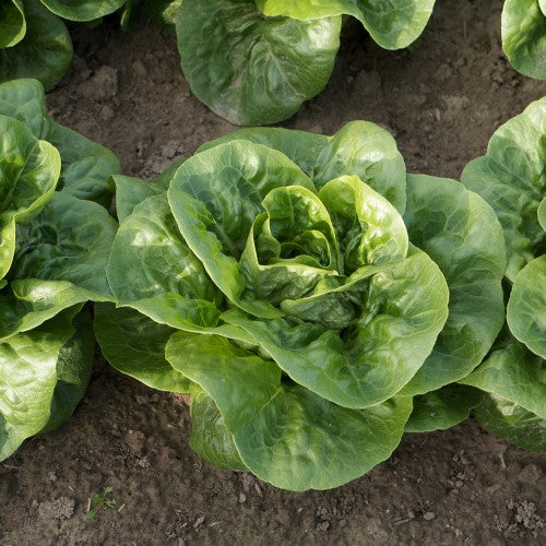 Romansallat 'Alcazaba' Frö