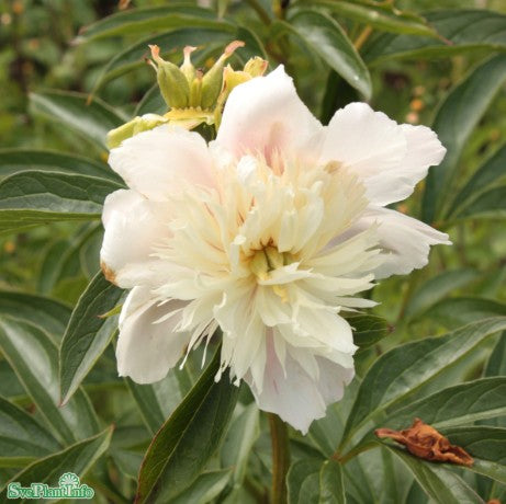 Luktpion 'Angel Cheeks' 1st barrotad