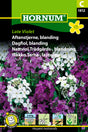 Trädgårdsnattviol Mix 'Late Violet' frö