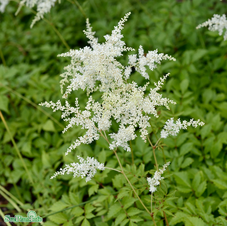 Astilbe 'Brautschleier' 11cm kruka