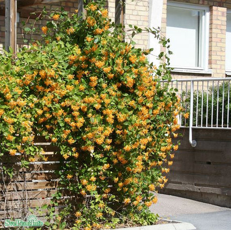 Tellmanskaprifol co 5-pack