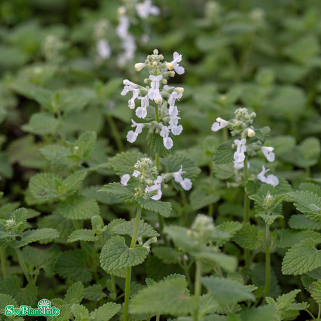 Bergnepeta 'Snowflake' 11cm kruka