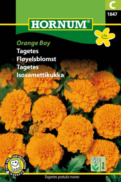 Sammetsagetes 'Orange Boy' frö