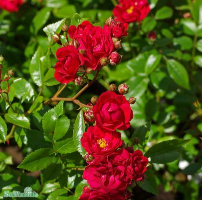 Polyantharos 'Fairy Dance' 5-pack barrot