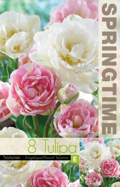 Tulpanmix 'Angelique & Mount Tacoma' 8st