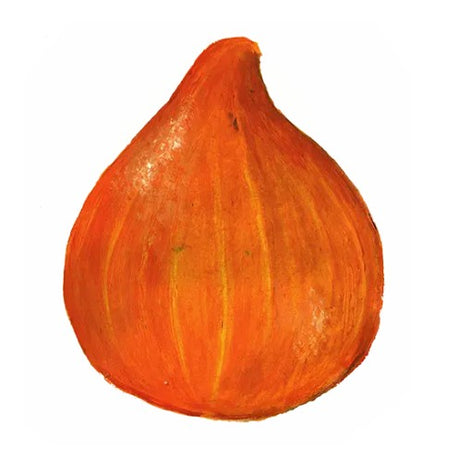 Vintersquash 'Akaguri Orange' Svenskodlat frö