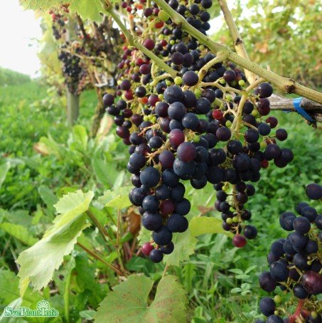 Vindruva 'Rondo' 3-pack