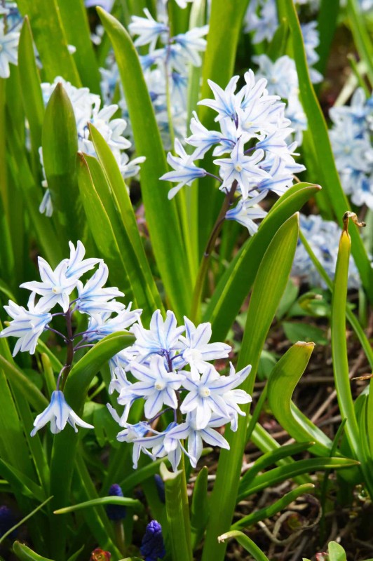 Porslinshyacint 'Libanotica' 15st