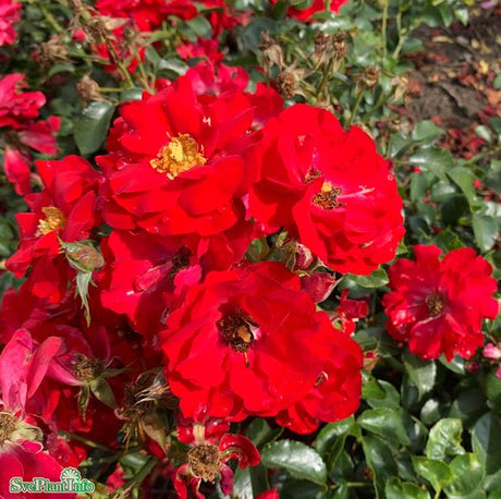 Floribundaros 'Austriana' 1-pack barrot