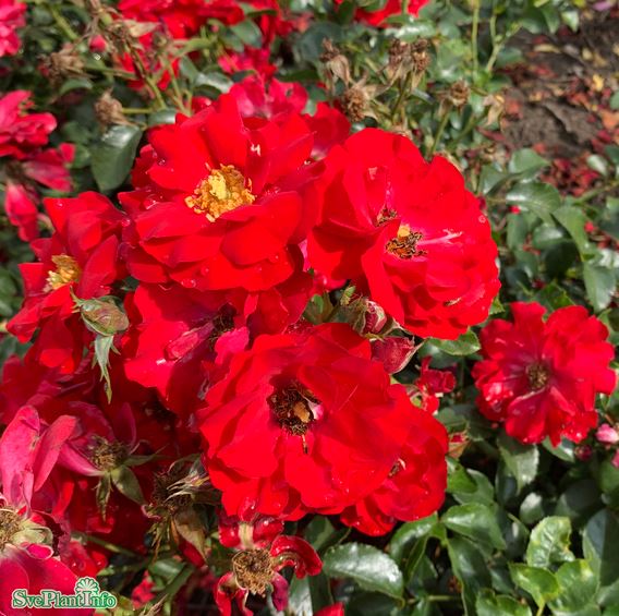 Floribundaros 'Austriana' 10-pack barrot
