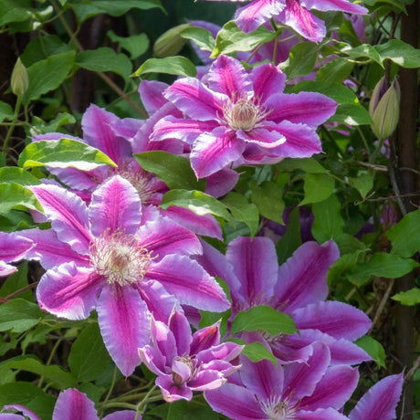 Klematis 'Doctor Ruppel' 3-pack