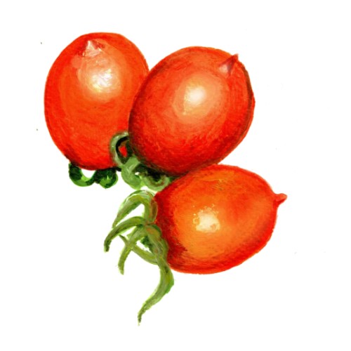 Tomat 'Ruthje' Svenskodlat frö