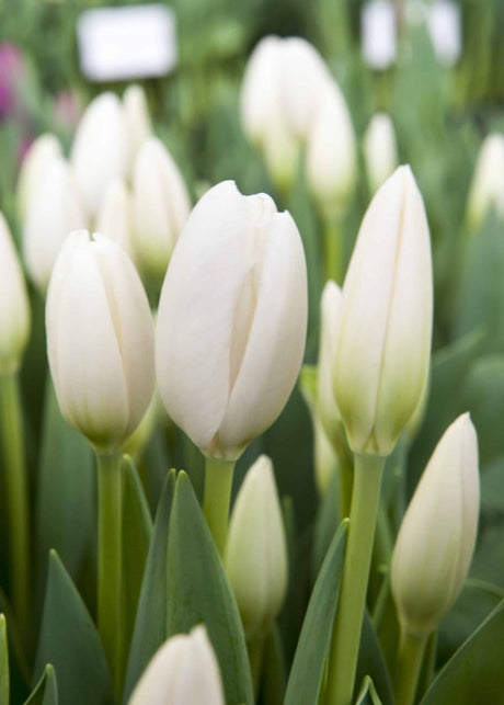 Darwinhybridtulpan 'Hakuun' 8st