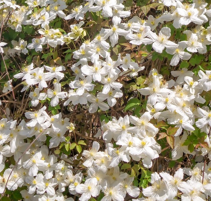 Klematis 'Grandiflora' 1-pack