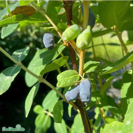 Blåbärstry 'Kamtschatika' 9cm kruka
