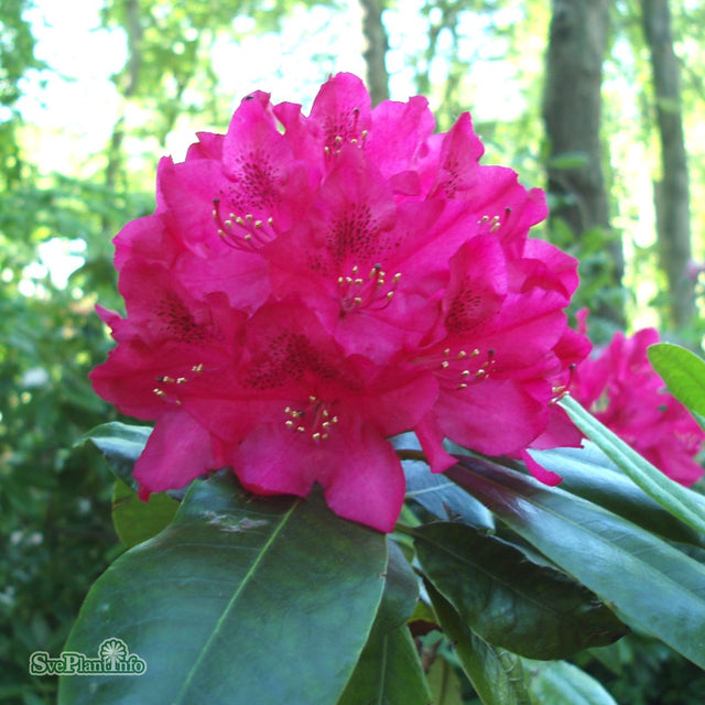 Rhododendron 'Nova Zembla' co 30-40cm 3-pack