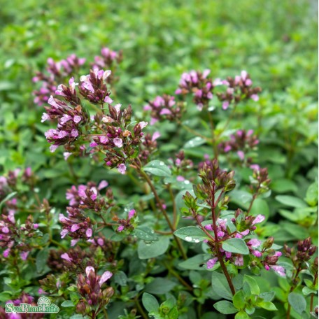 Purpurmejram 'Herrenhausen' 6-pack i kruka