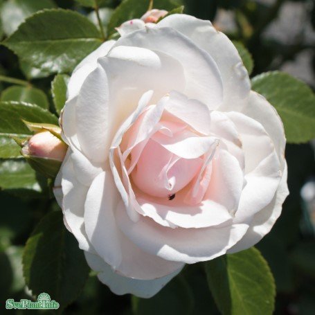 Floribundaros 'Aspirin Rose' 10-pack barrot