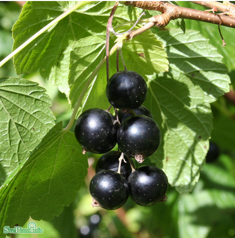 Svarta vinbär 'Storklas' 1-pack i kruka