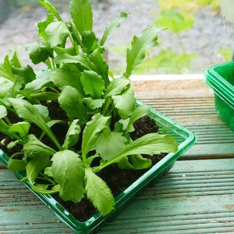 Tråg Visiroot 'Standard Seed Tray' 4st