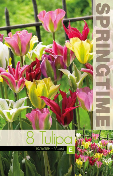 Grönbandad tulpan Mix 8st