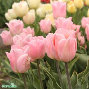 Enkel Tidig Tulpan 'Apricot Beauty' 5st