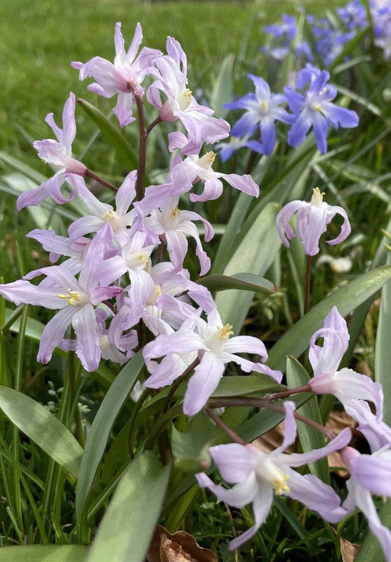 Vårstjärna 'Pink Giant' 25st