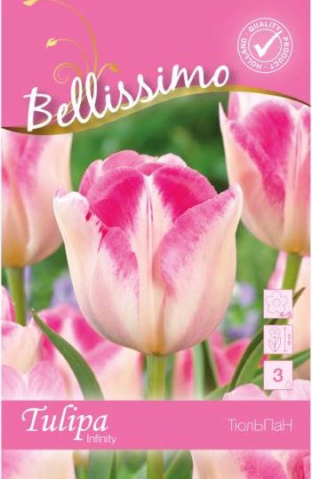 Triumphtulpan 'Infinity' 5st
