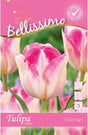 Triumphtulpan 'Infinity' 5st