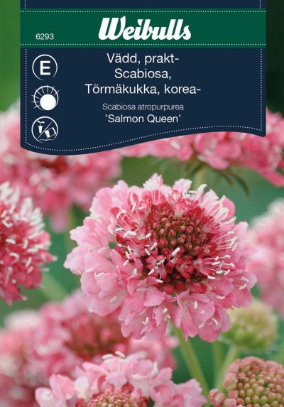 Praktvädd 'Salmon Queen'