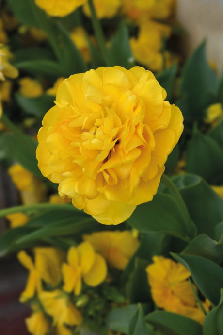 Dubbel Sen Tulpan 'Yellow Pomponette' 5st