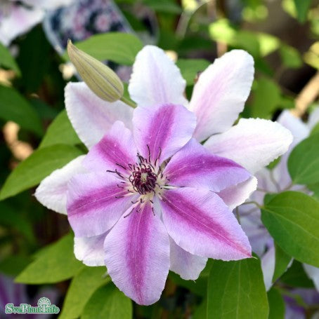 Klematis 'Nelly Moser' 1-pack