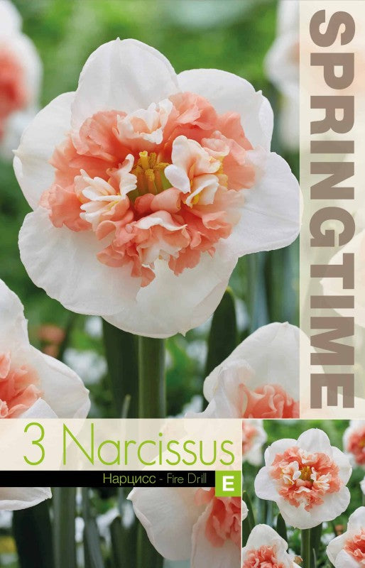 Stjärnnarciss 'Fire Drill' 3st