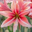 Amaryllis 'Sweet Lilian' 1st