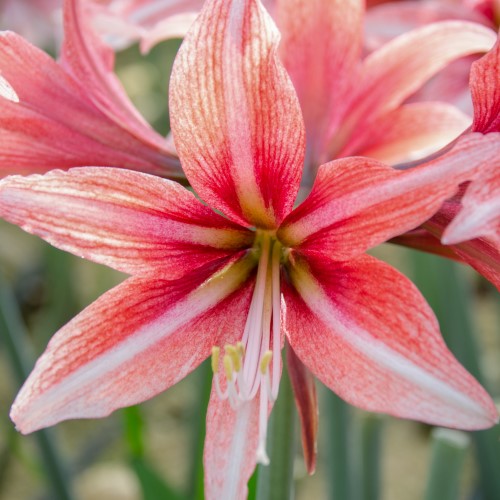 Amaryllis 'Sweet Lilian' 1st
