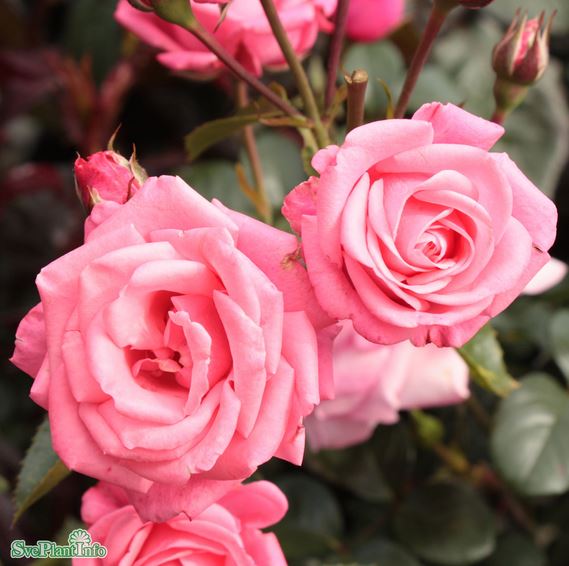 Floribundaros 'Bella Rosa' 10-pack barrot