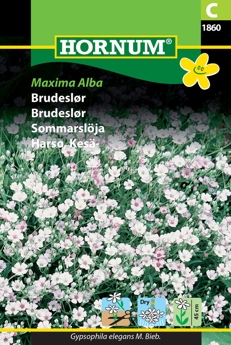 Sommarslöja 'Maxima Alba' frö