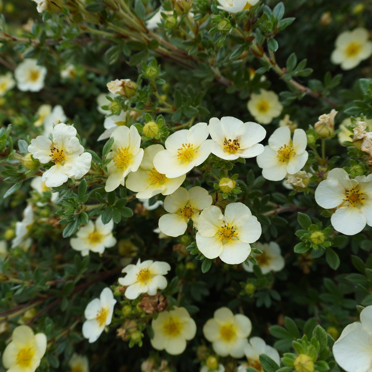 Trädgårdstok 'Sandved' 100-pack i kruka